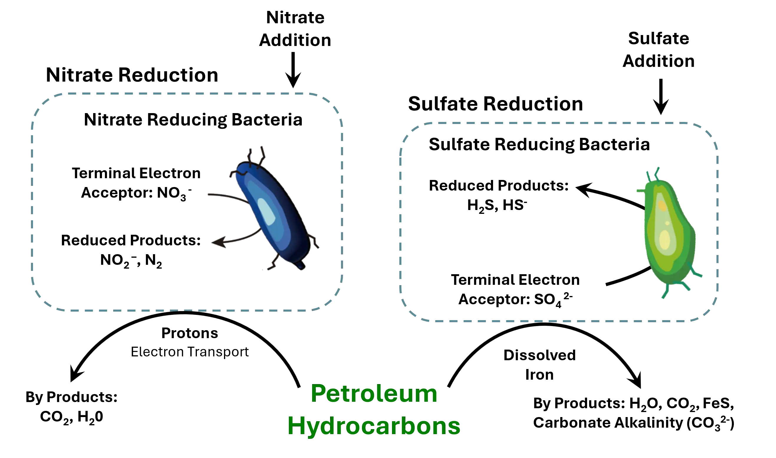 Nitrate and Sulfate Reduction